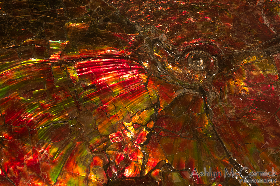Royal Tyrell Spring 2013: Ammonite