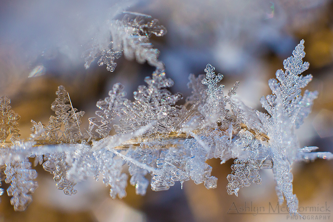 2013-04-09: Morning Frost