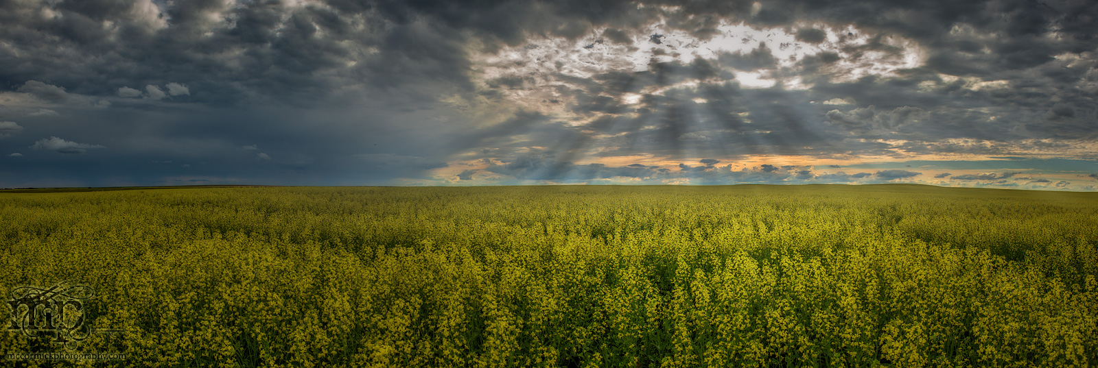 Canola Pano: July 2013