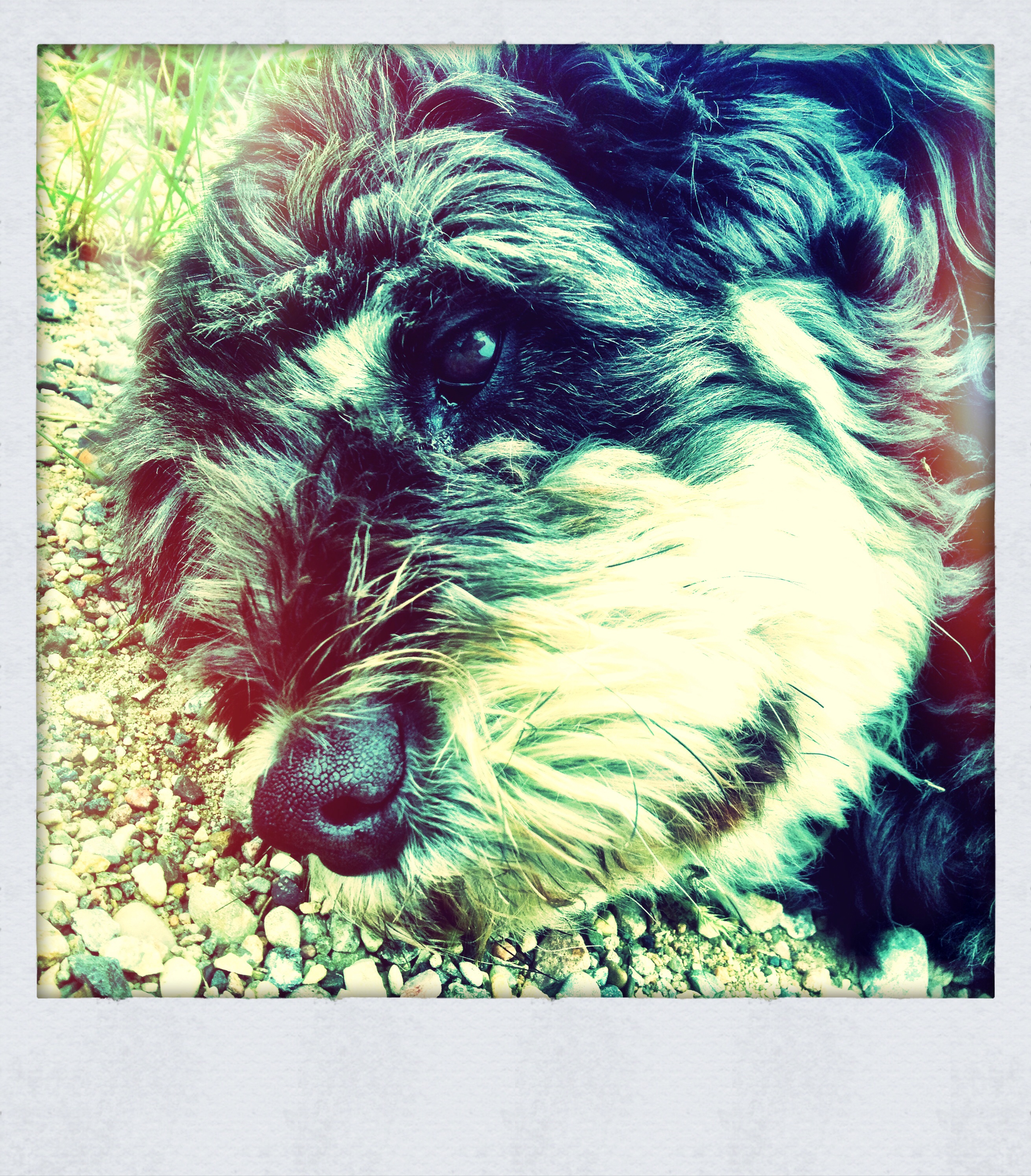 Junkyard Dog