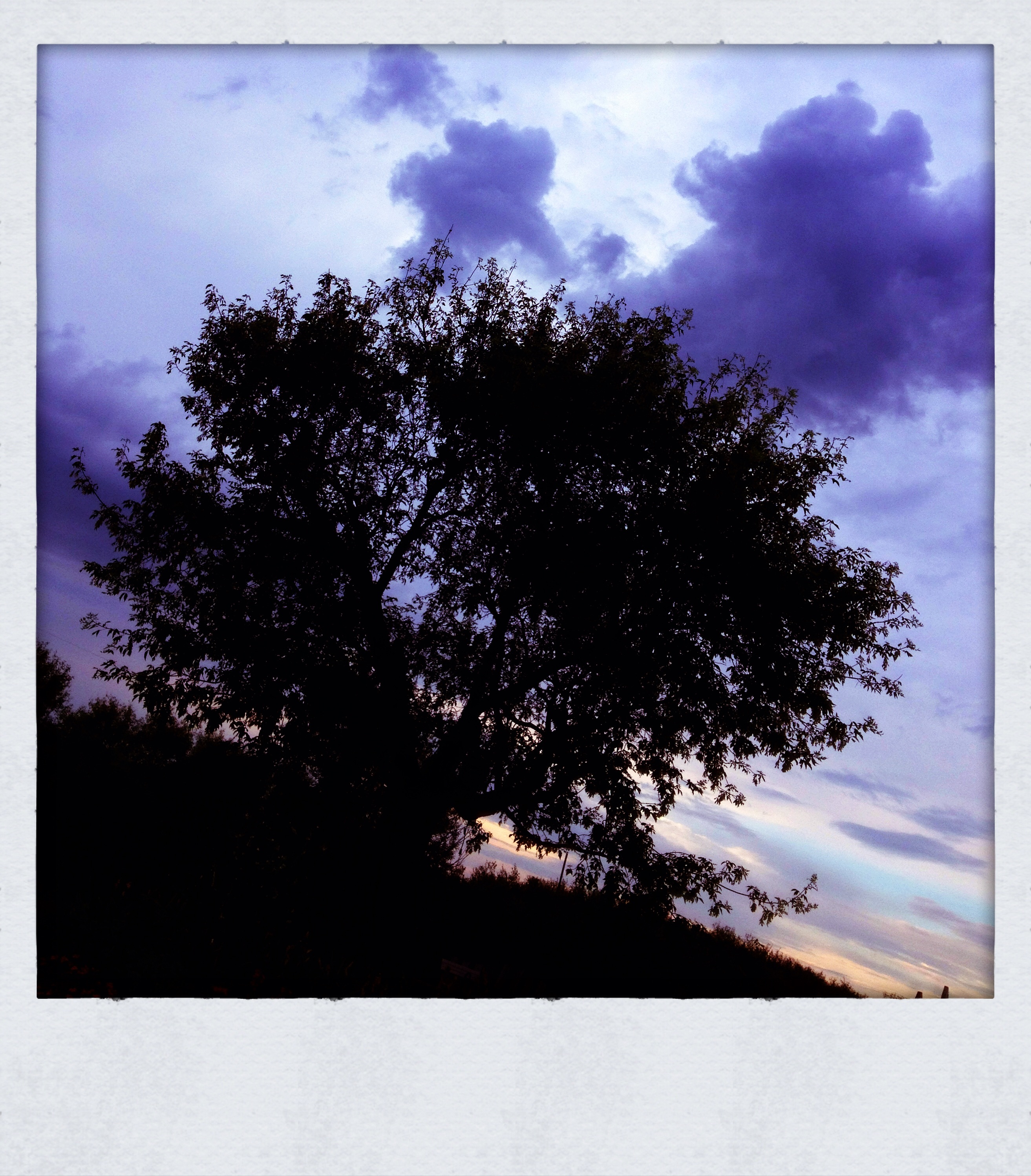 Storm clouds creeping over the old maple tree, July 2013