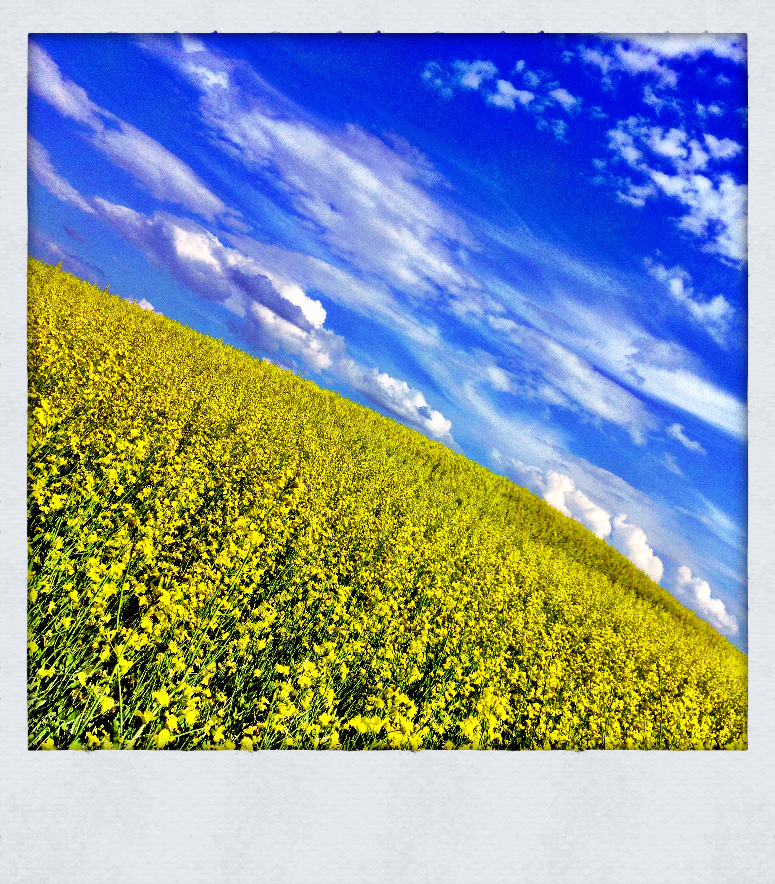Canola Canoodling : July 2013 : North of Altario [2 of 3]