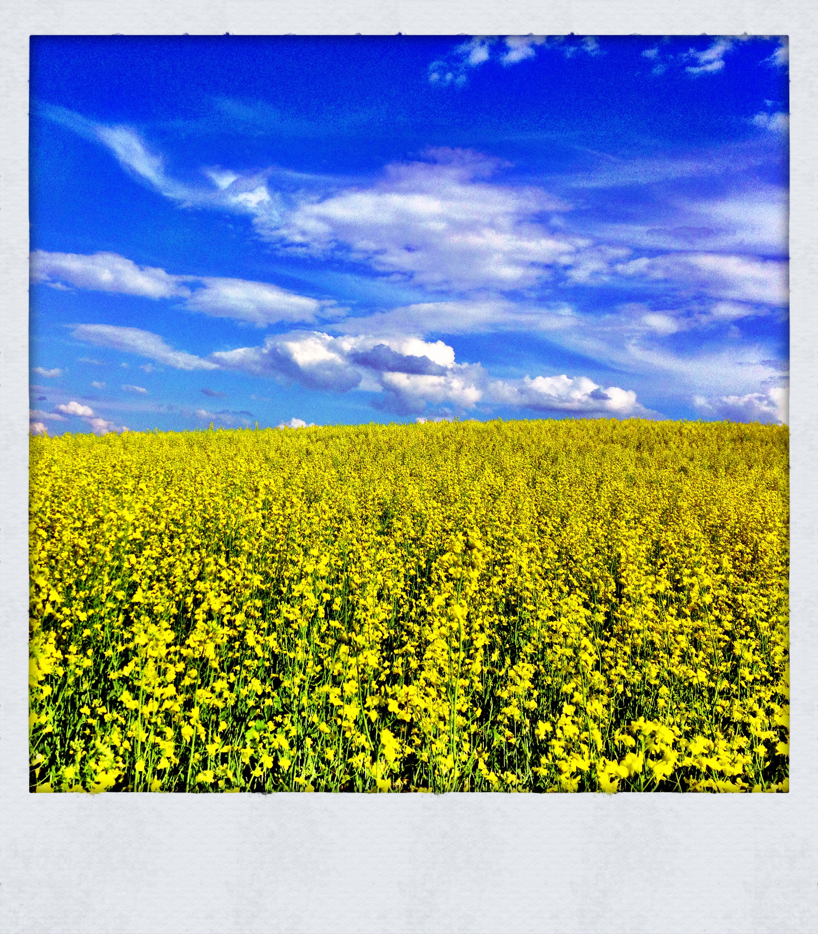 Canola Canoodling : July 2013 : North of Altario [1 of 3]