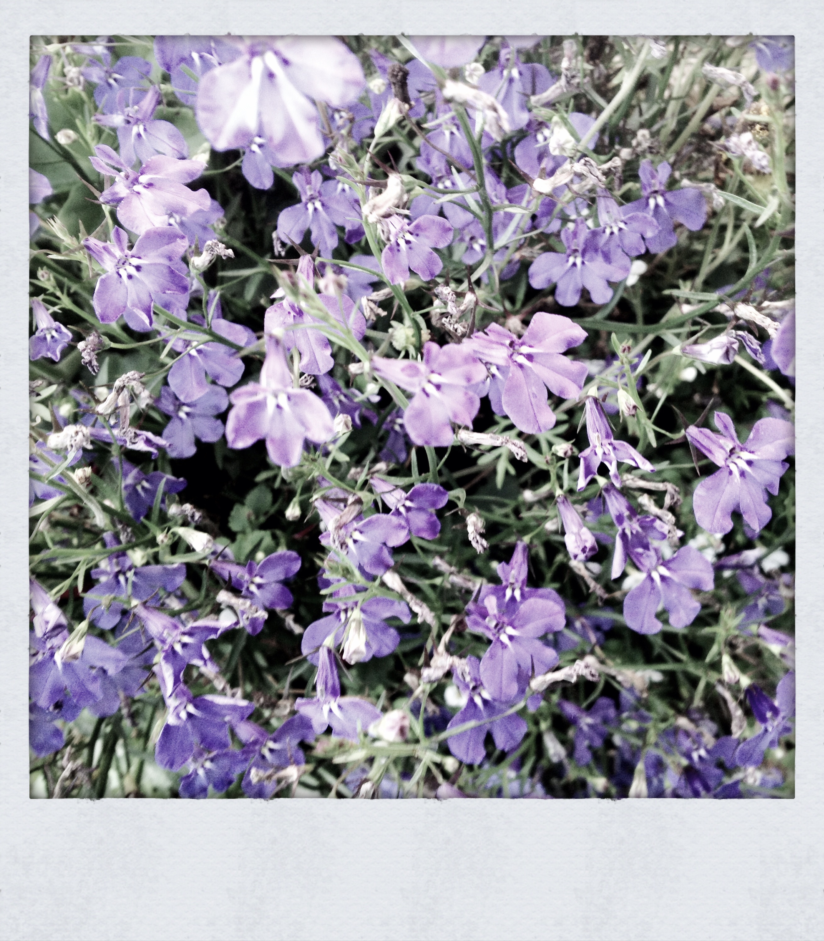 Faye's Garden : Purple Nurples