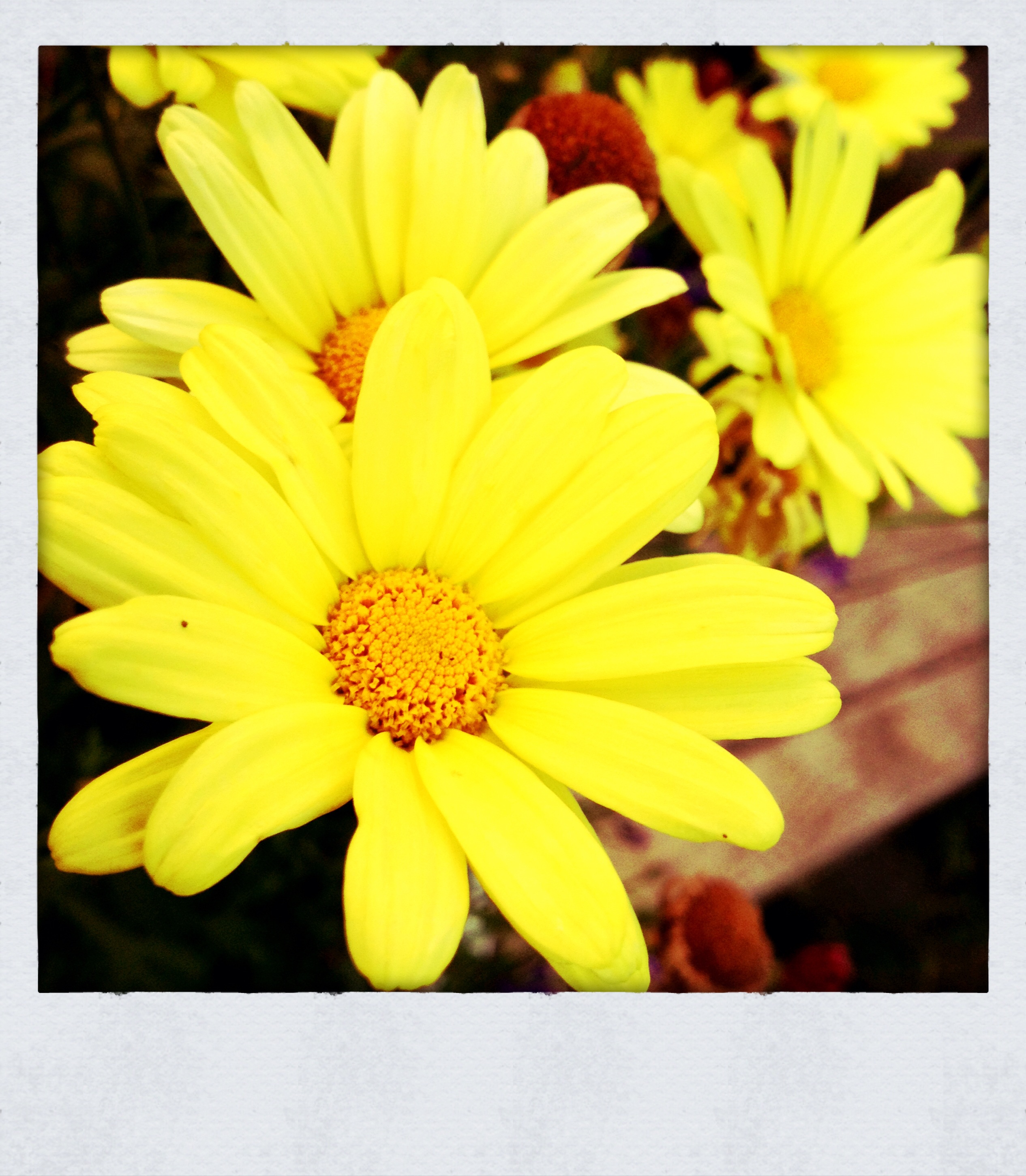 Faye's Garden : Ups-a-daisy!