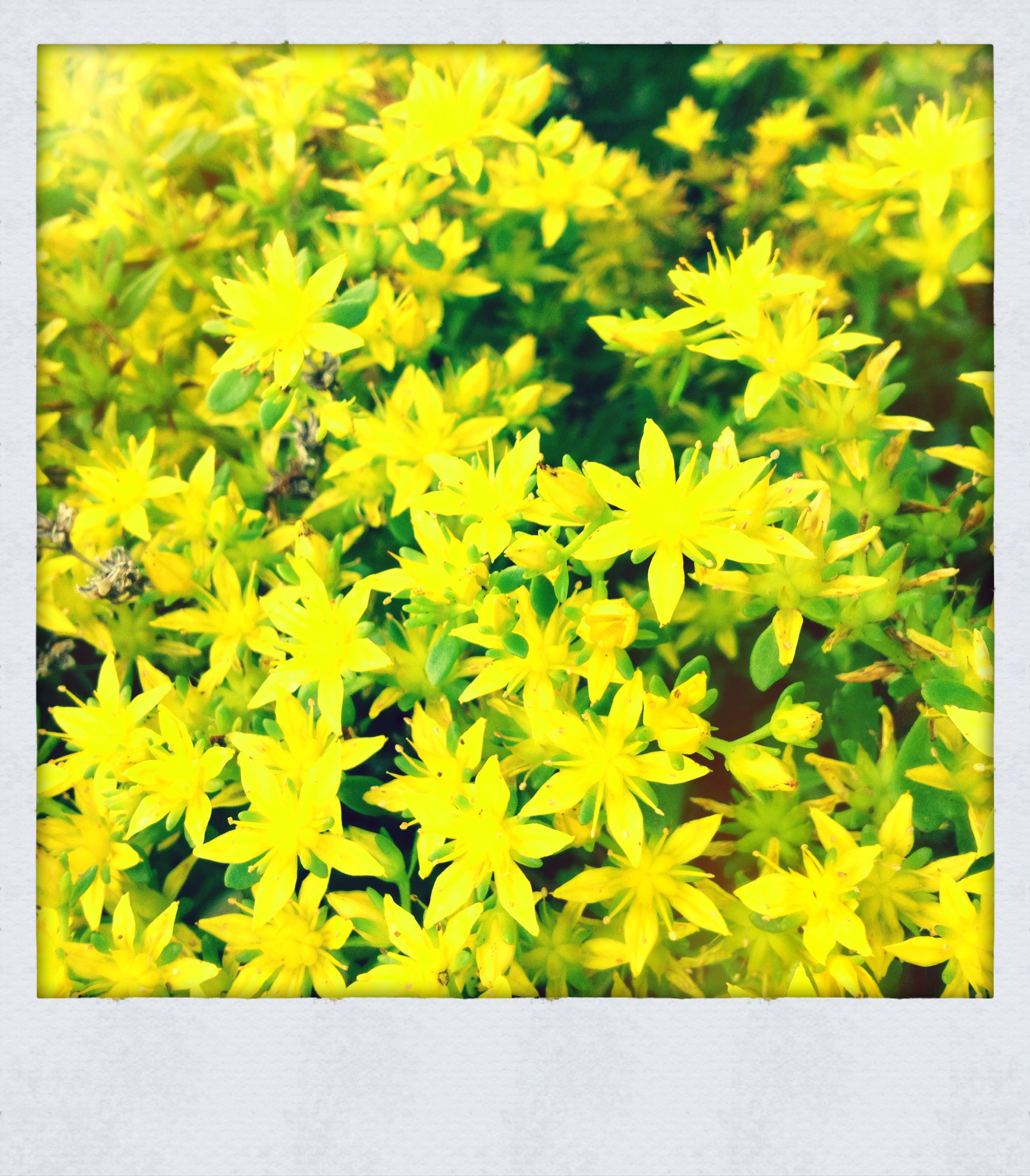Faye's Garden : All that Glitters is not Gold