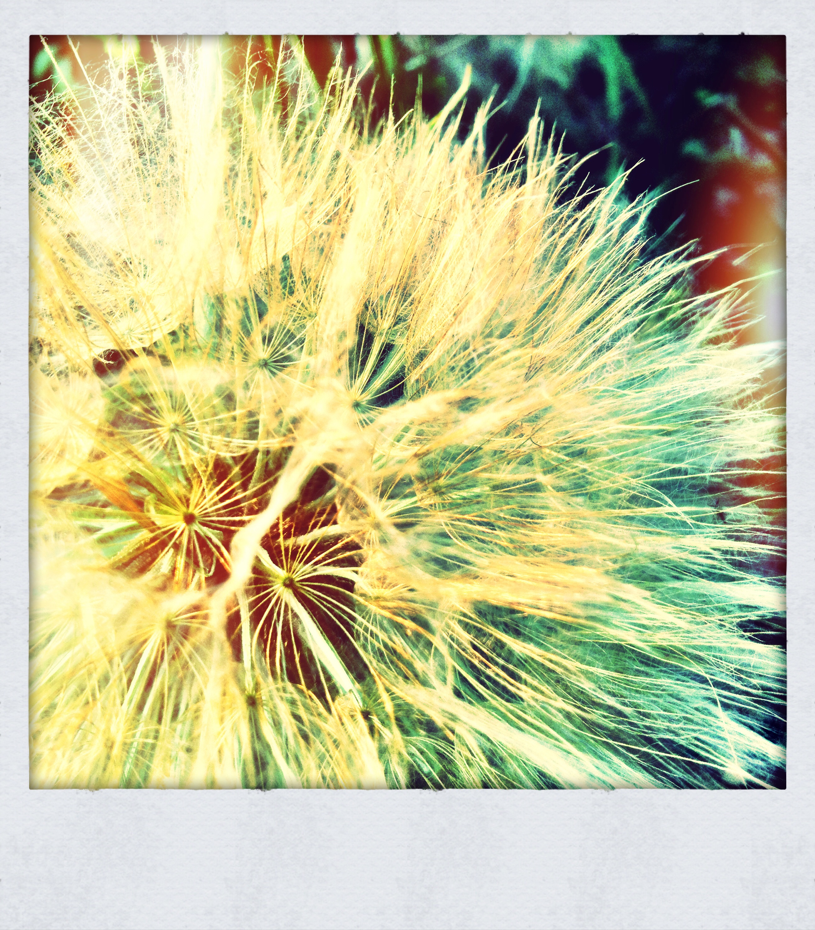 Weed-whacked Puff Ball [1 of 2]