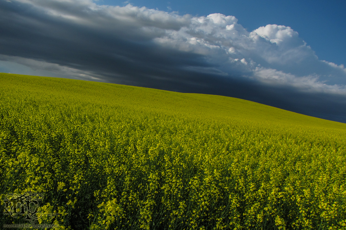 Storm Warning : 2013-07-11 : Canola Creepr