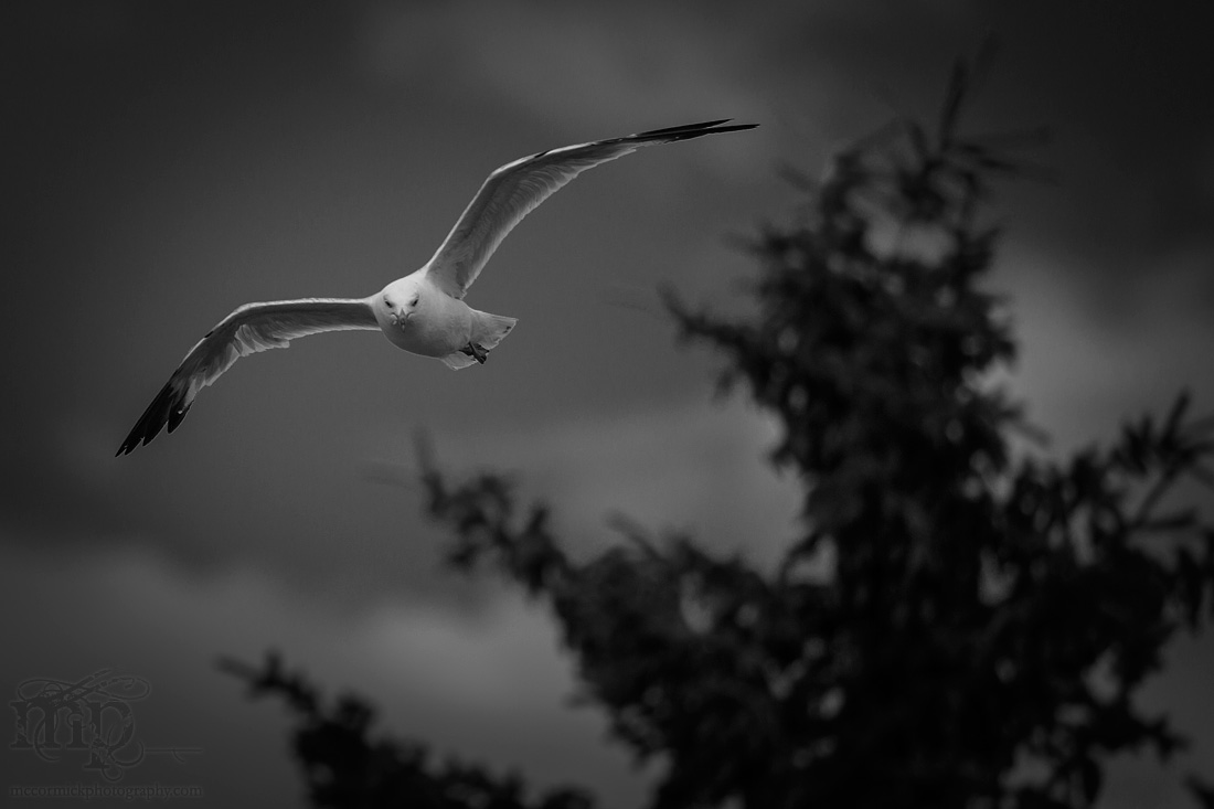 Capt Ayre Lake 2013 : Gull-i-ble