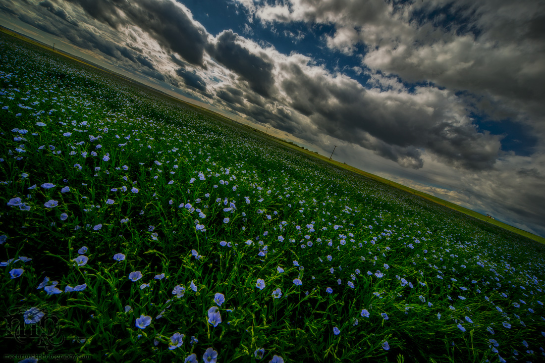 Dramatic Sky Over Lavender Blooms : July 13, 2013