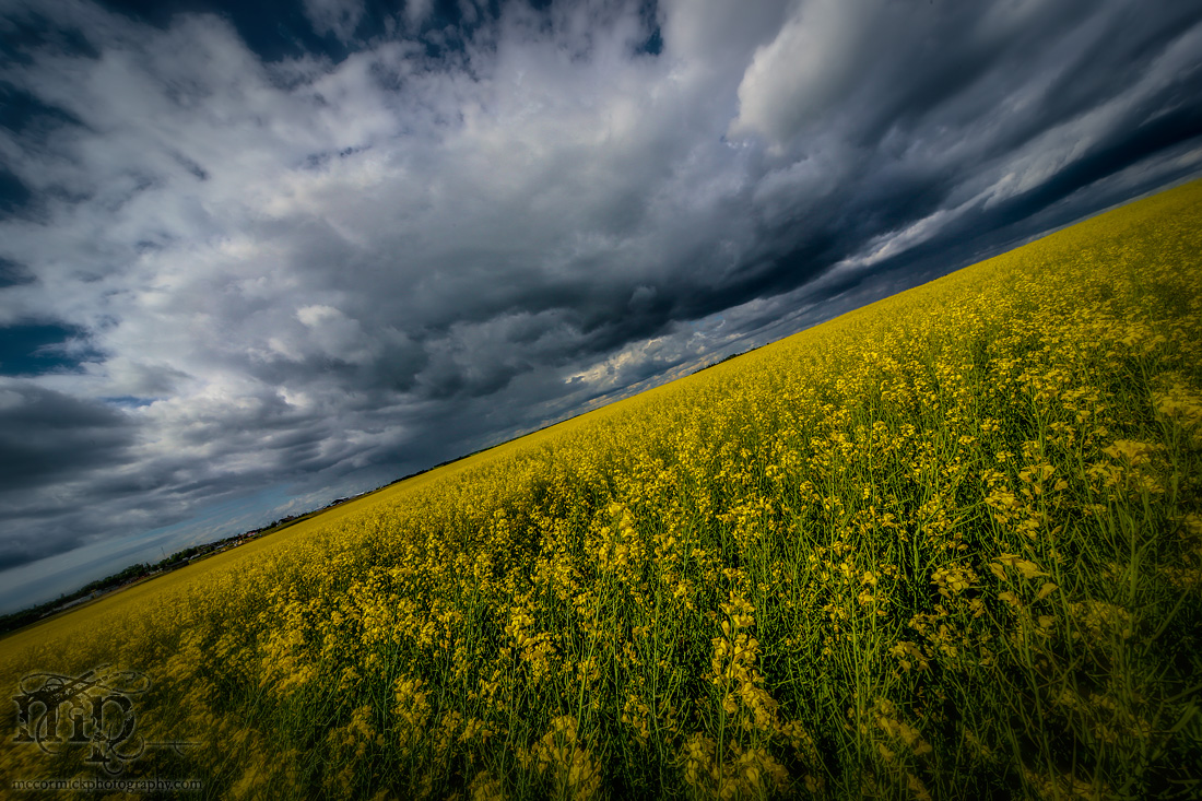 Incoming Storm : July 13, 2013 : With Gratuitous Canola