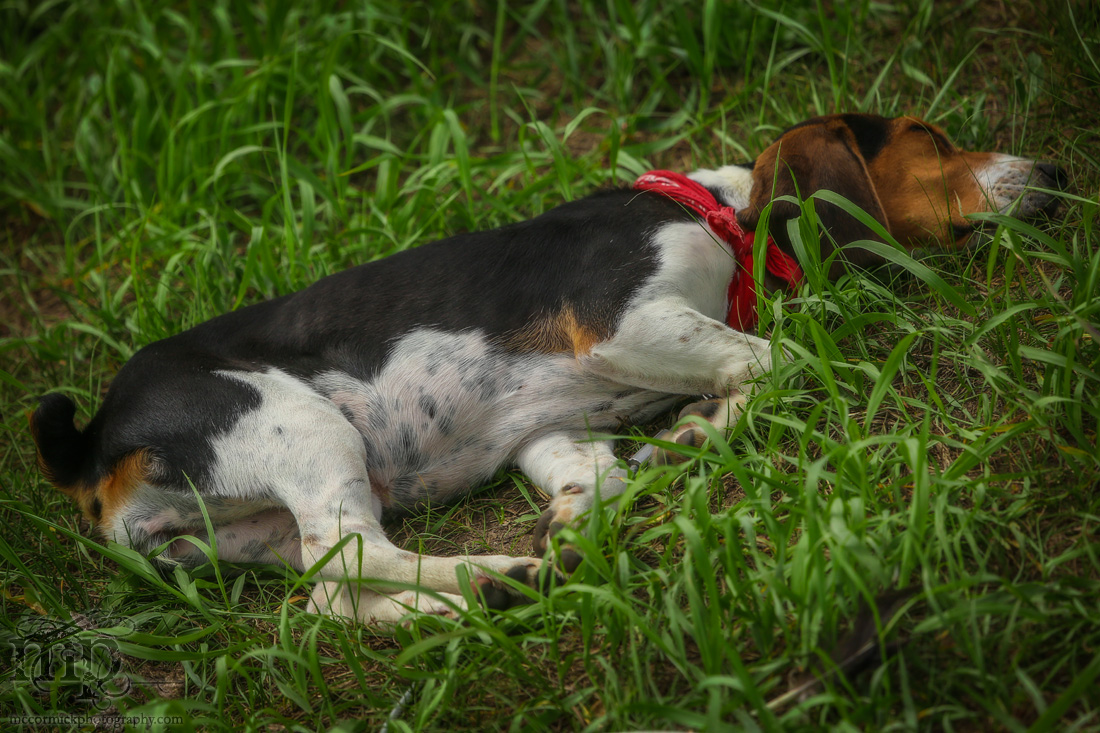 Gooseberry Lake : 4-H Rodeo 2013 : Sleeping It Off