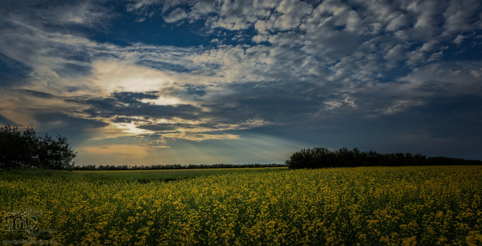 Storm Watch : July 19, 2013 : Rays Over Canola