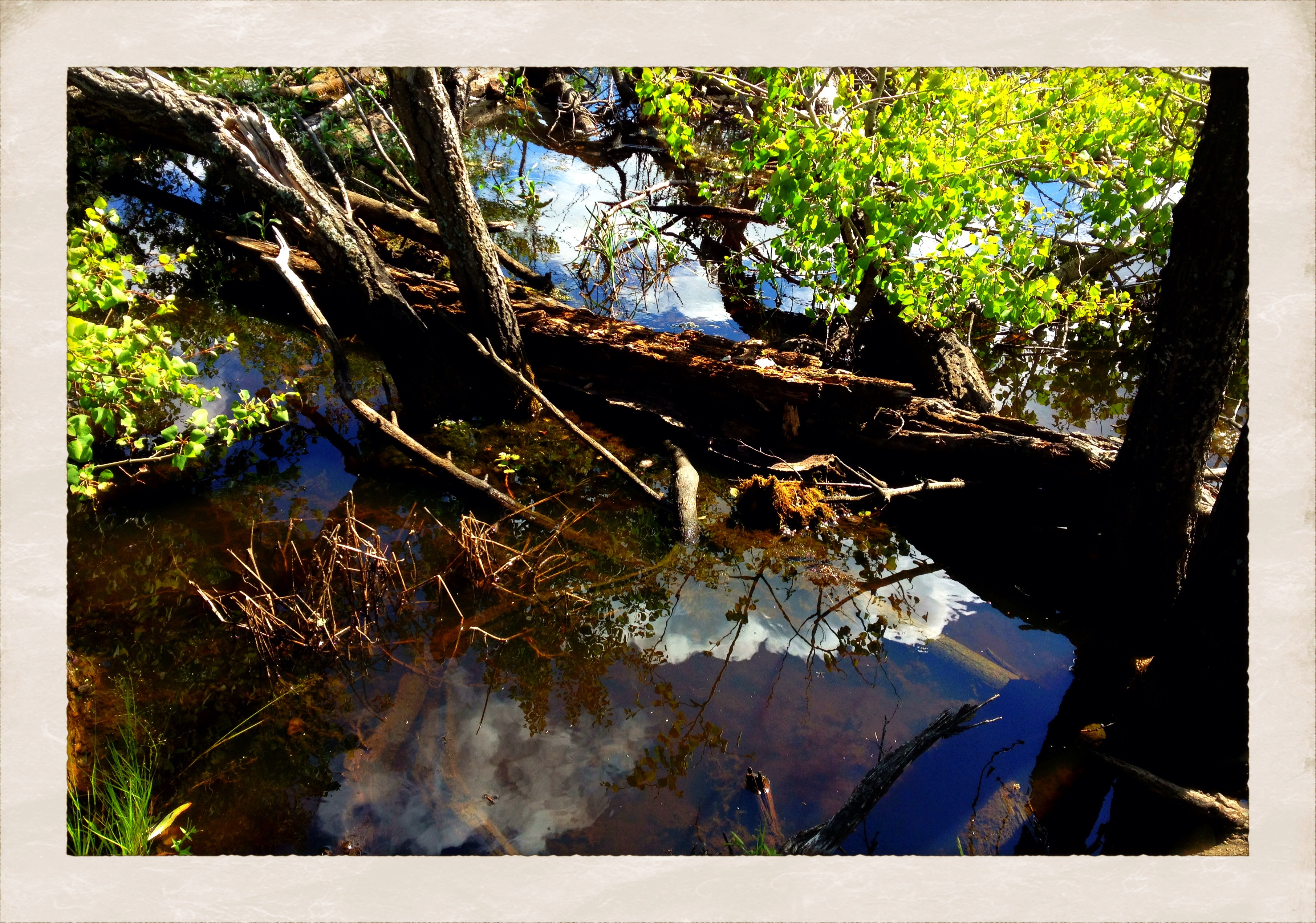 Walk to Cayno School : Slough, East Side of Cayno Road [1 of 2]