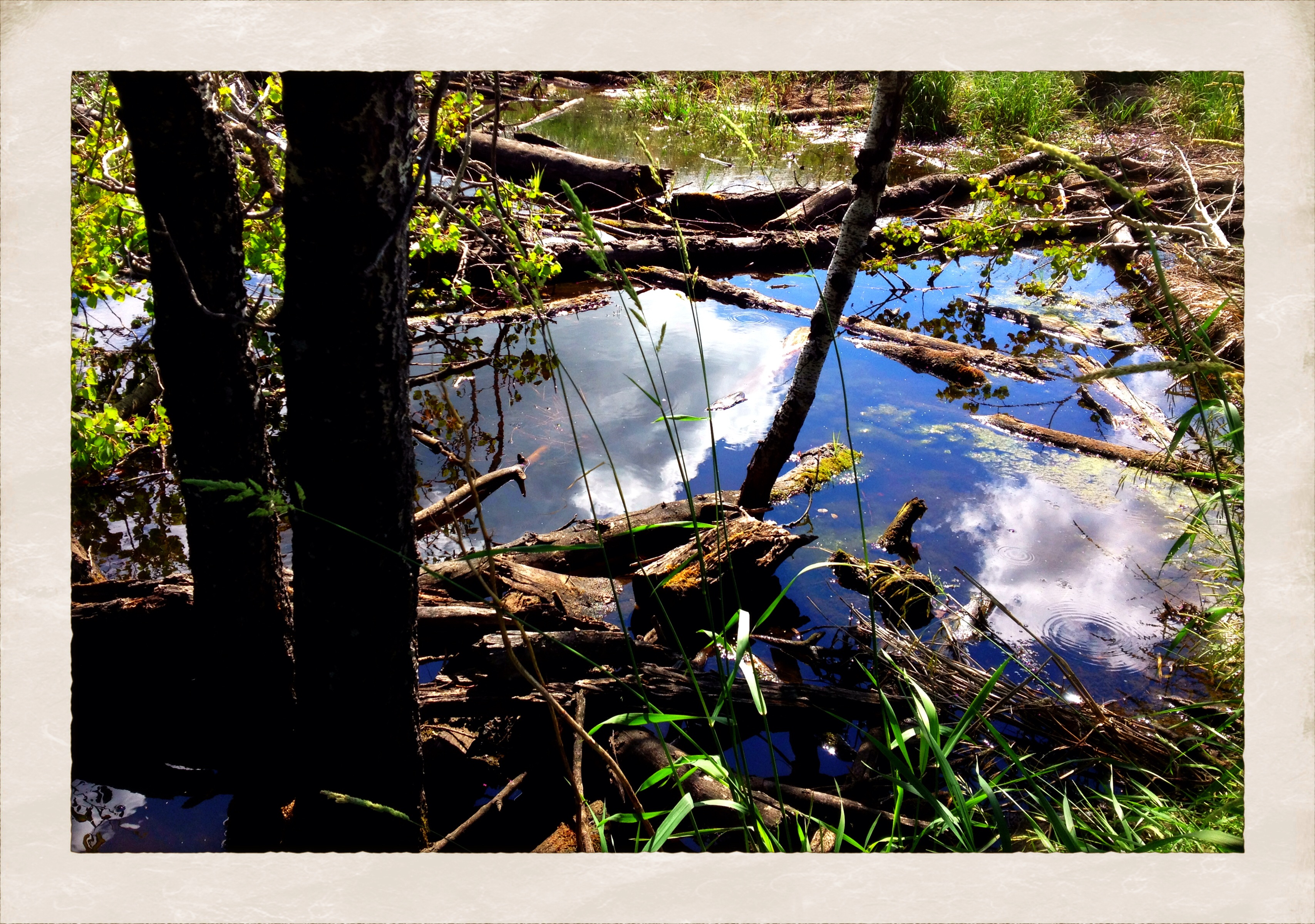 Walk to Cayno School : Slough, East Side of Cayno Road [2 of 2]