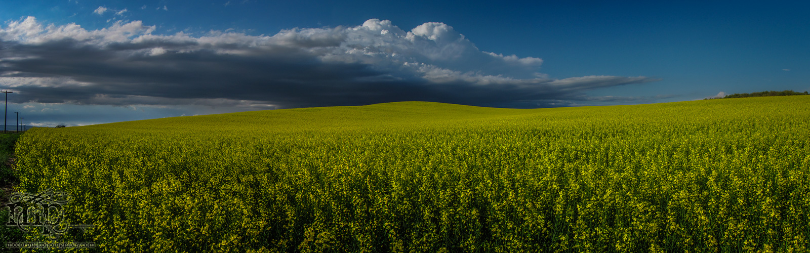 July 11, 2013 : Canon Powershot D20 Test : Stitched Pano : Canola