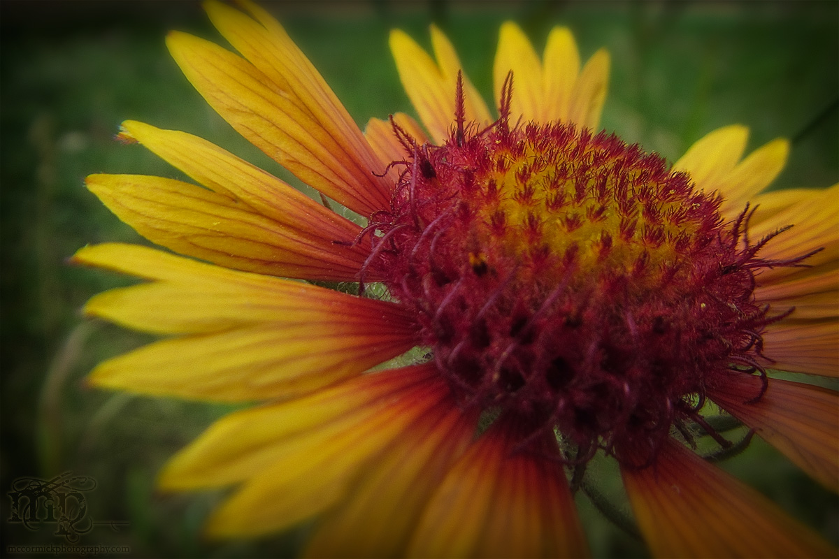 July 21, 2013 : Brundleflower