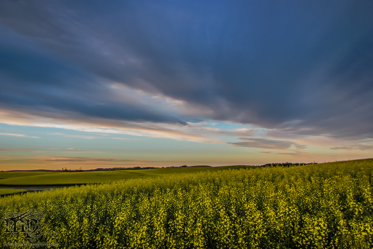 Dusk : July 12, 2013 : Canola Canoodling