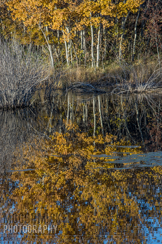 Autumn 2013 : Panning for Gold