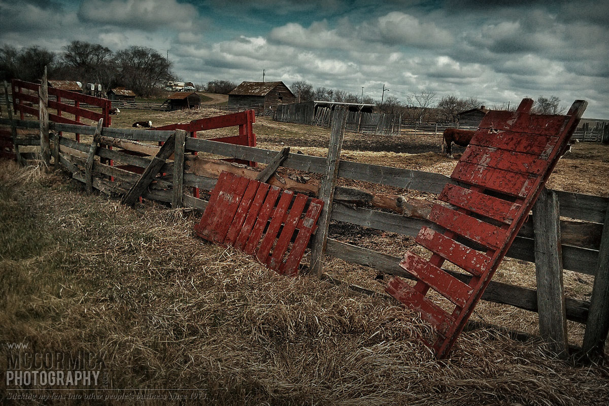 Sunnyridge Farm 2014 : Red Velvet on the Fence Line