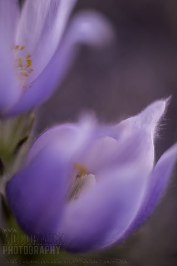 Crocuses 2014 : Closed In