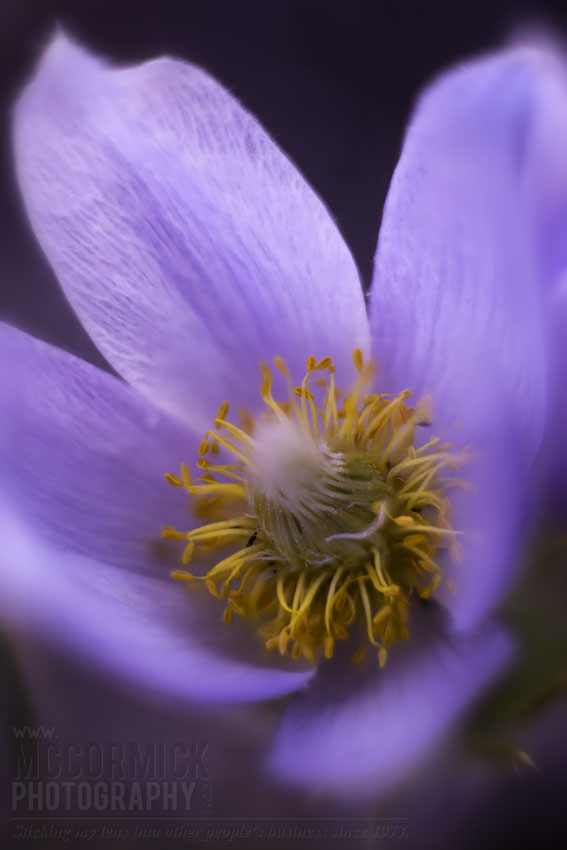 Crocuses 2014 : Open to Possibility