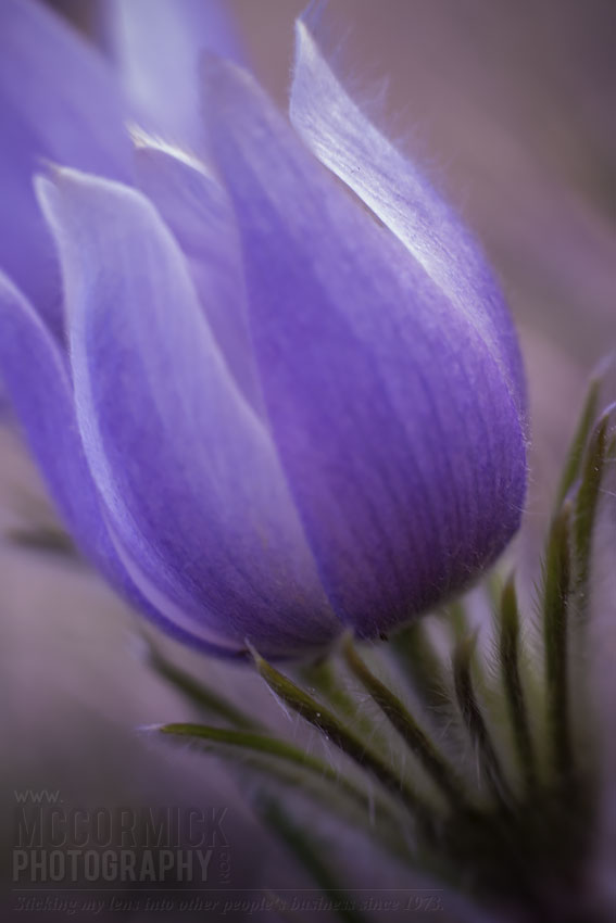 Crocuses 2014 : Viewed Askiew