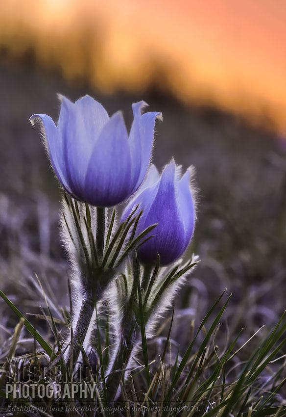 Crocuses 2014 : Sunset