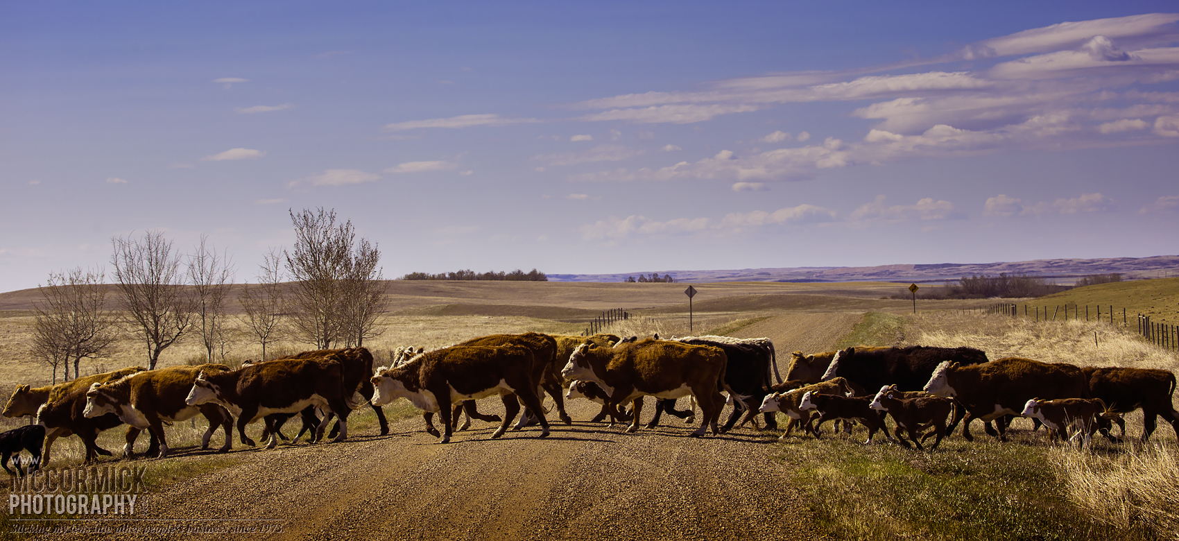 Cattle Move 2014 : Why Did the Chicken Cross the Road?