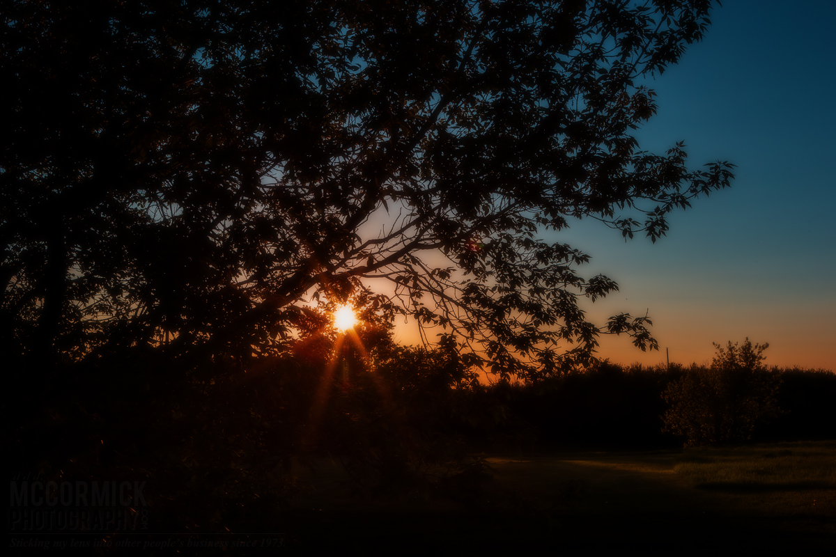 Sunset : May 30, 2014 : Thru the Maple