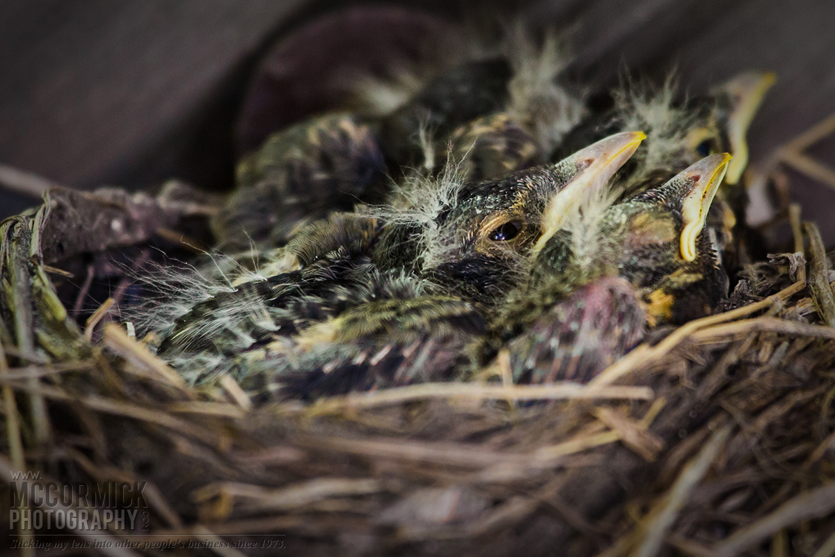 Bird Watch 2014 : Baby Robins In Our Yard