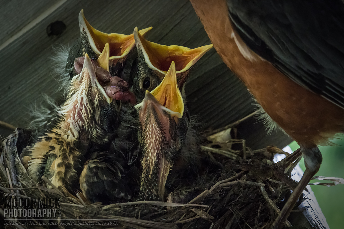 Bird Watch 2014 : Don't talk with your mouth full