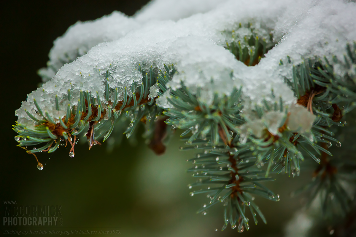 First Snowfall of 2014 : Conifer