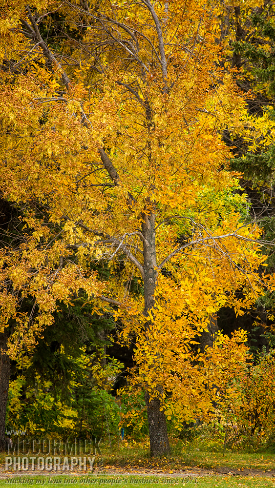 Fall 2014 : Stand Tall