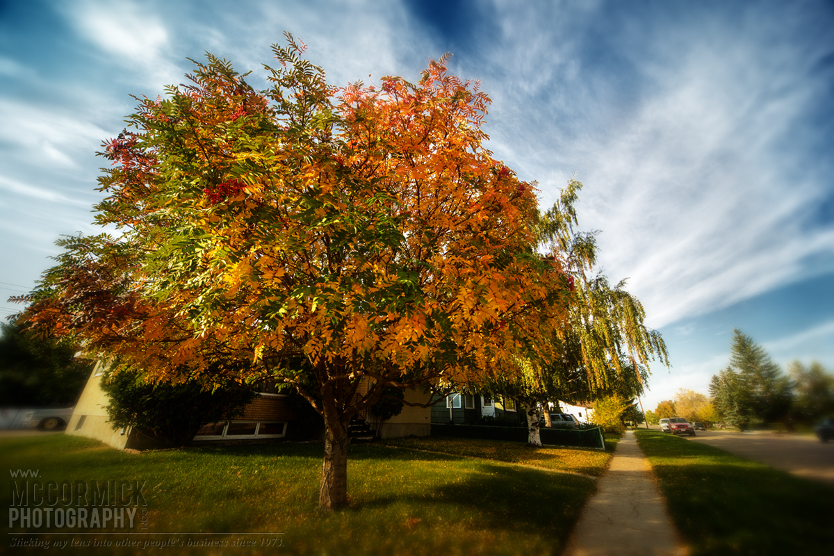 Fall 2014 : Daily Walk