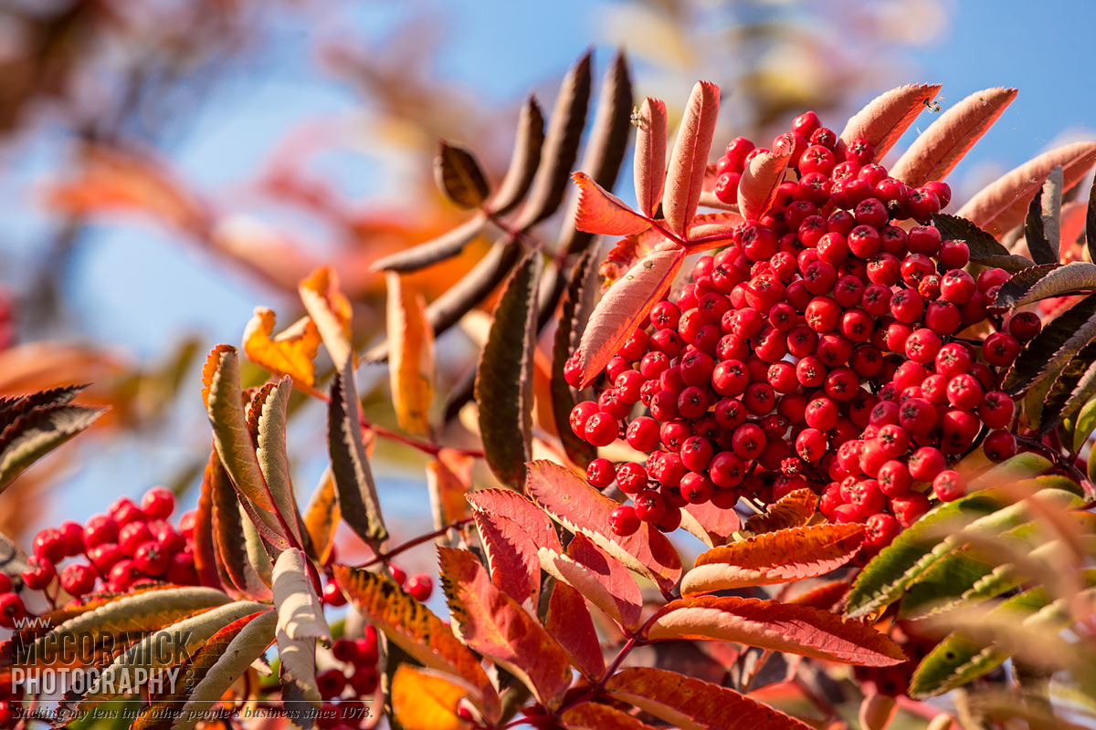 Fall 2014 : Cornucopia of Colour