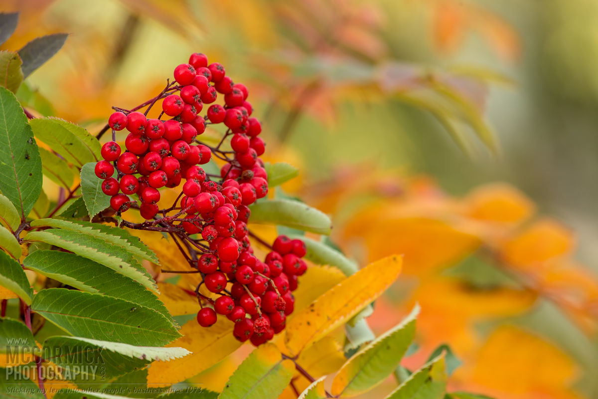 Fall 2014 : Berry Pleased to Meet You