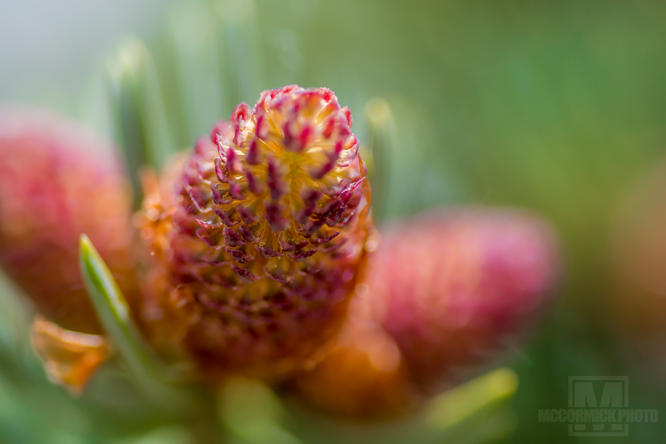 Lonesome Pine: Cone alone