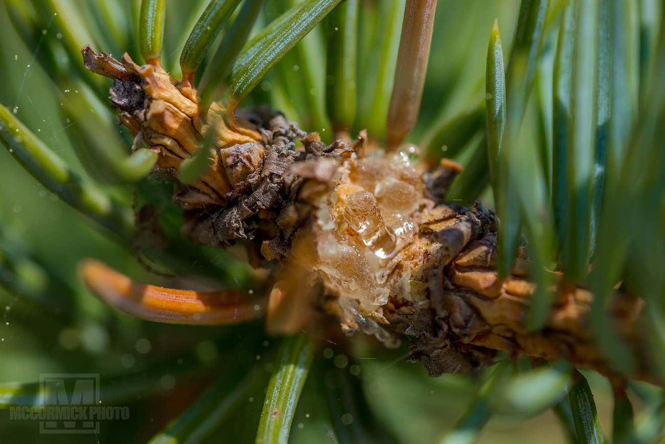 Lonesome Pine: Don't be a sap