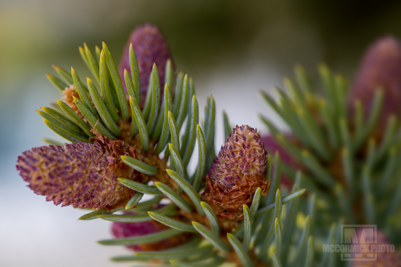Lonesome Pine: Cones coming