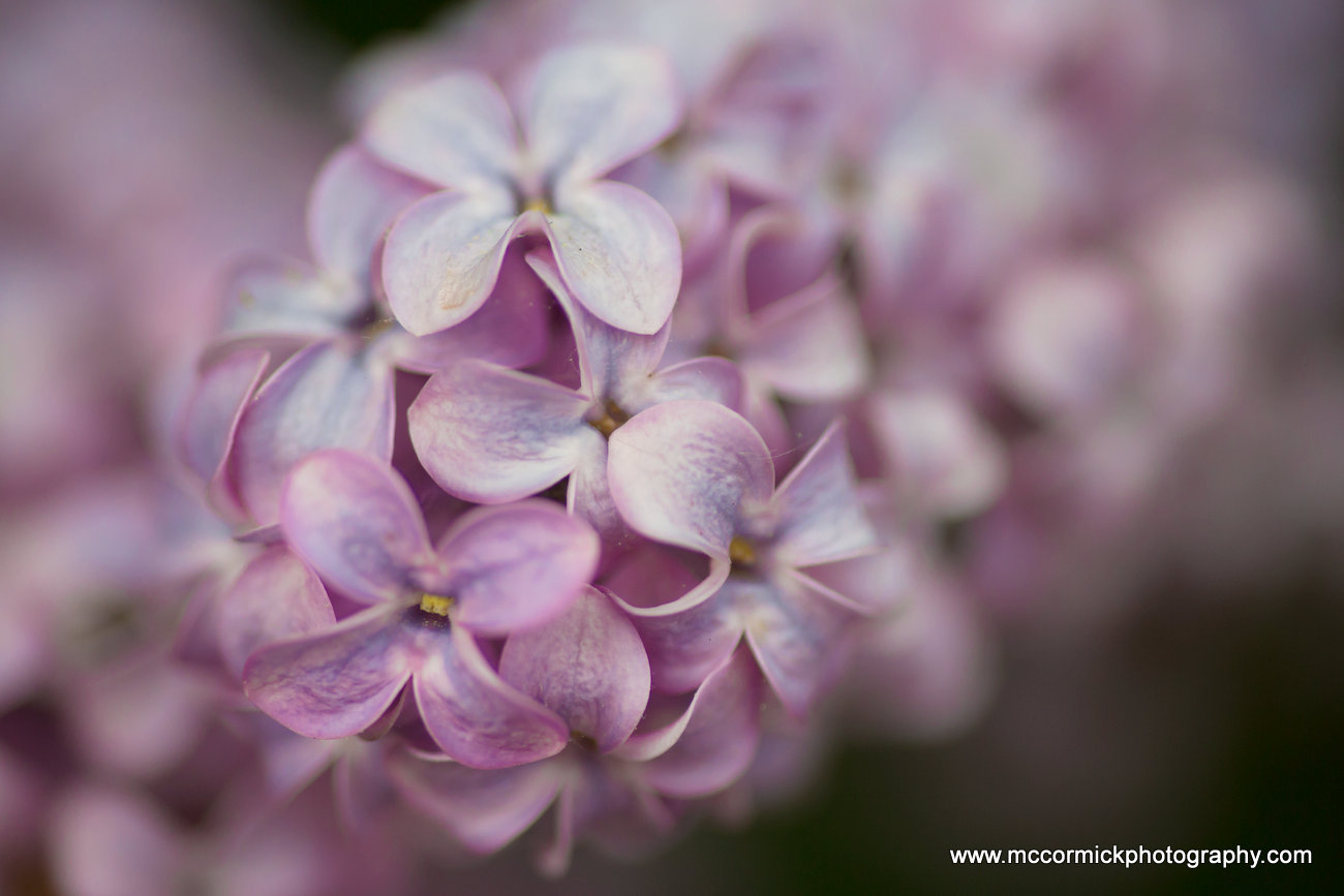 Evening Walk : 2015-05-30 : Purple Lilacs 7 of 9