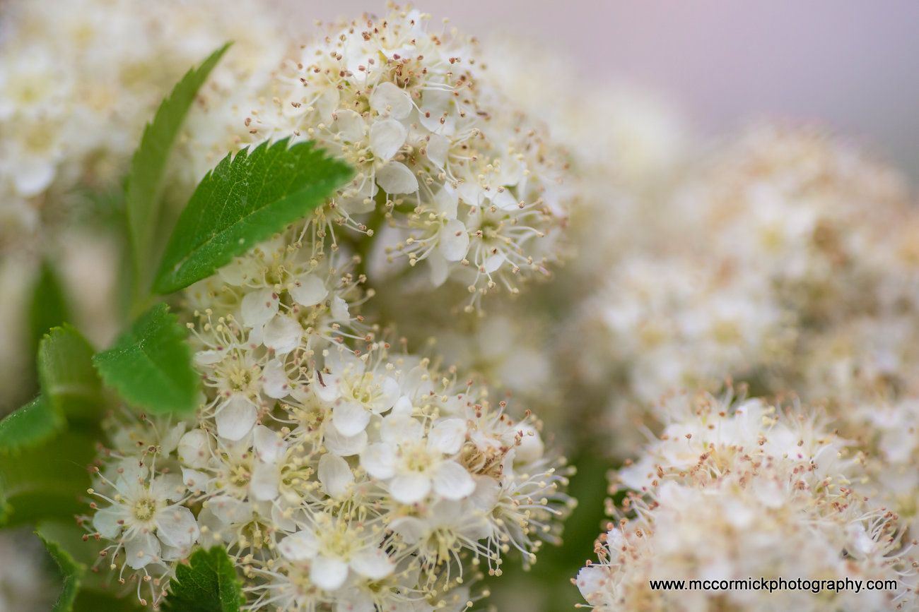 Evening Walk : 2015-05-30 : Mayflower 1 of 2