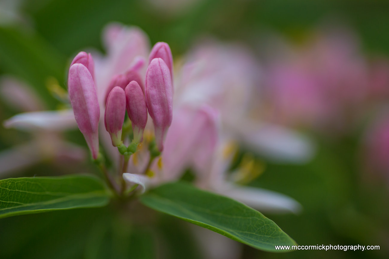 Evening Walk : 2015-05-30 : Honeysuckle 1 of 2