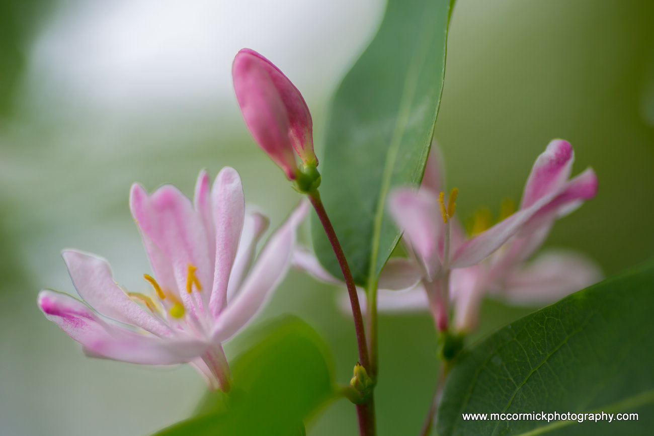 Evening Walk : 2015-05-30 : Honeysuckle 2 of 2