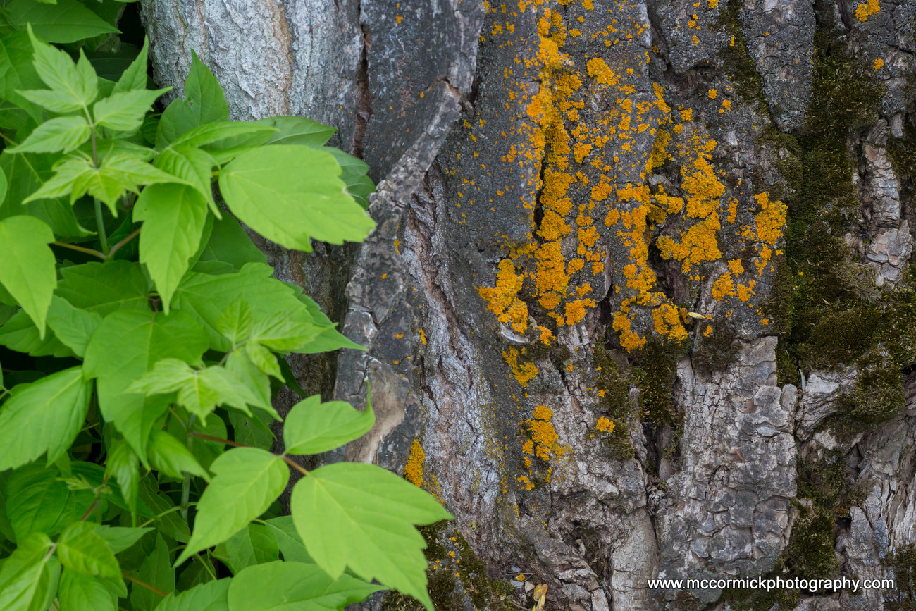 Evening Walk : 2015-05-30 : Bark, Leaves, & Lichen