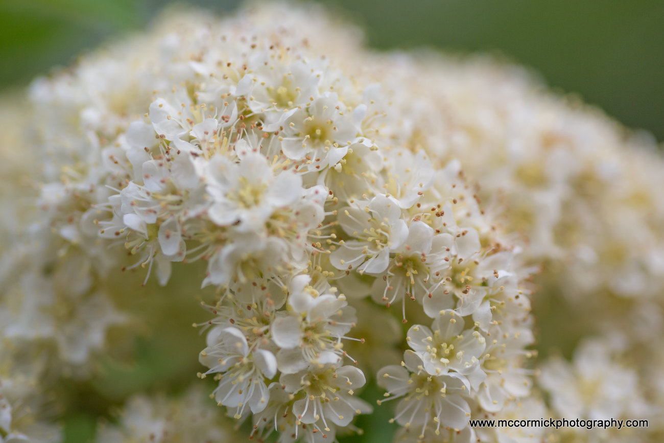 Evening Walk : 2015-05-30 : Mayflower 2 of 2
