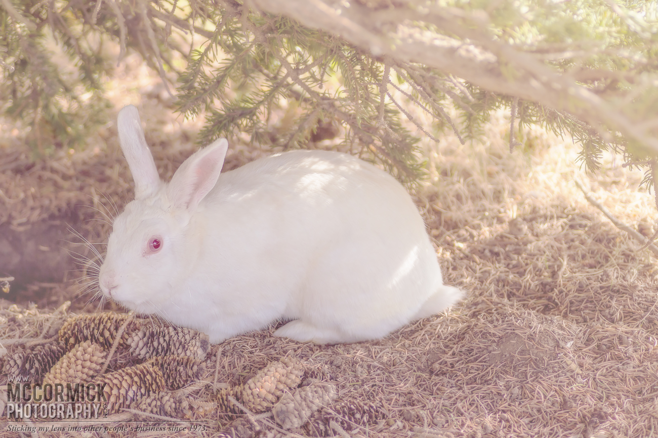 Evening Walk : 2015-05-30 : Who Wubs Yer Bunny?