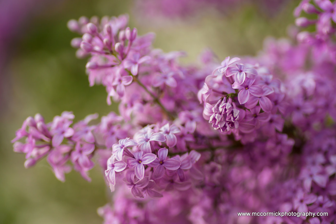 Evening Walk : 2015-05-30 : Purple Lilacs 1 of 9