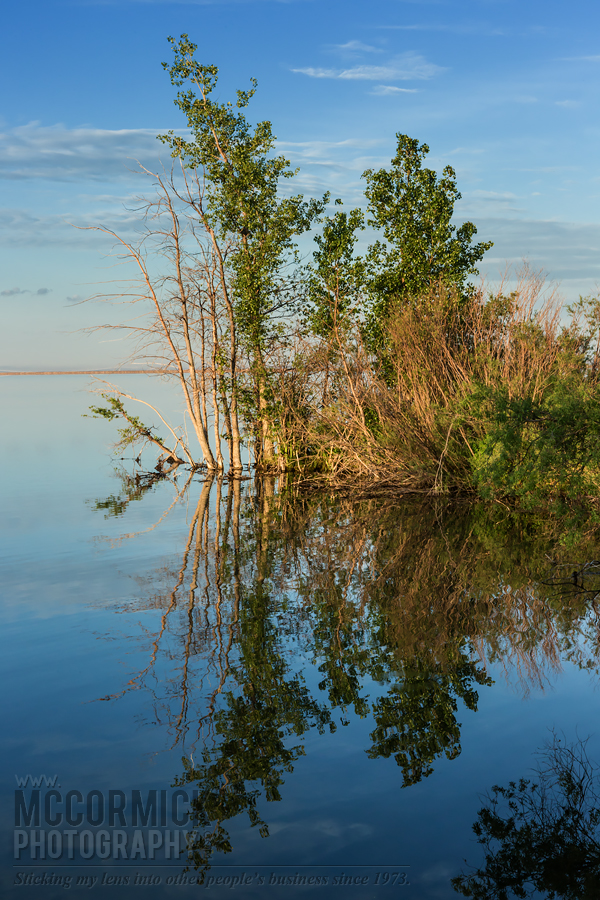 Prairie Oasis : 2015-06-06 : Reflection 2 of 3