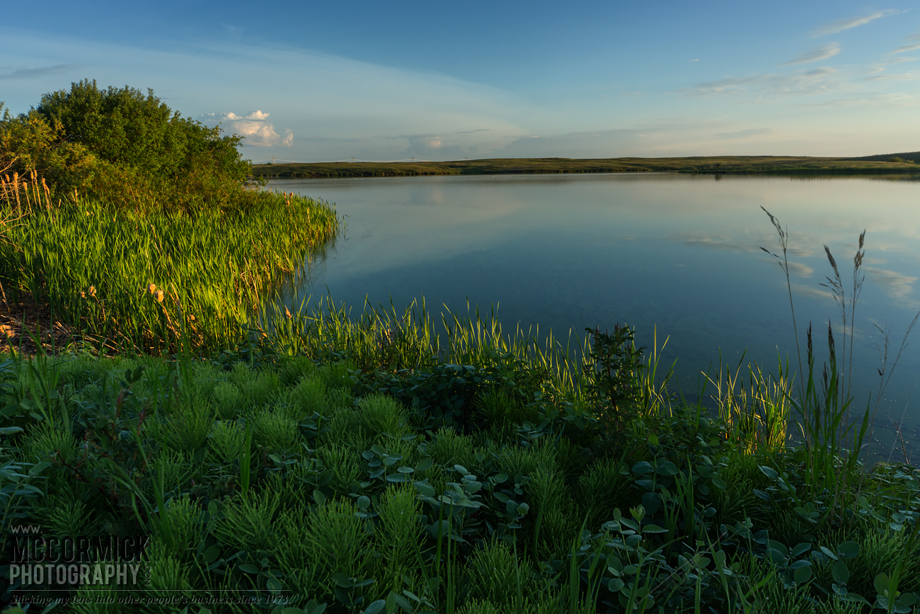 Prairie Oasis : 2015-06-06 : The Sweet Light 1 of 3